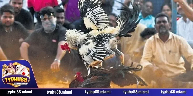 Hướng dẫn chơi các trò cá cược tại Typhu88