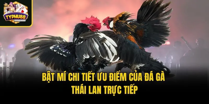 Bật Mí Chi Tiết Ưu Điểm Của Đá Gà Thái Lan Trực Tiếp