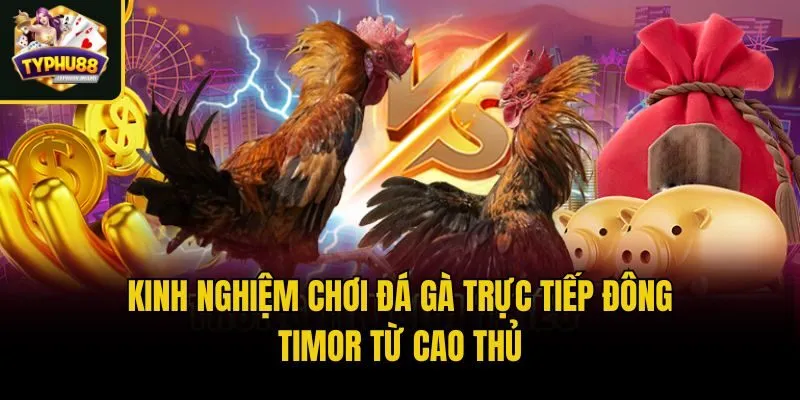 Kinh nghiệm chơi chọi gà Đông Timor chắc thắng từ cao thủ