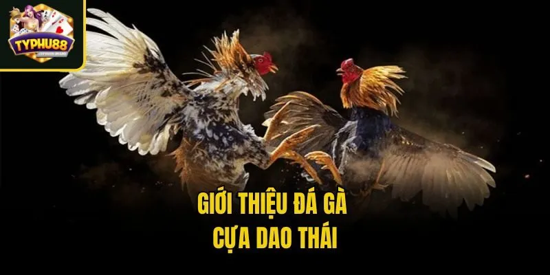 Giới thiệu đá gà cựa dao Thái