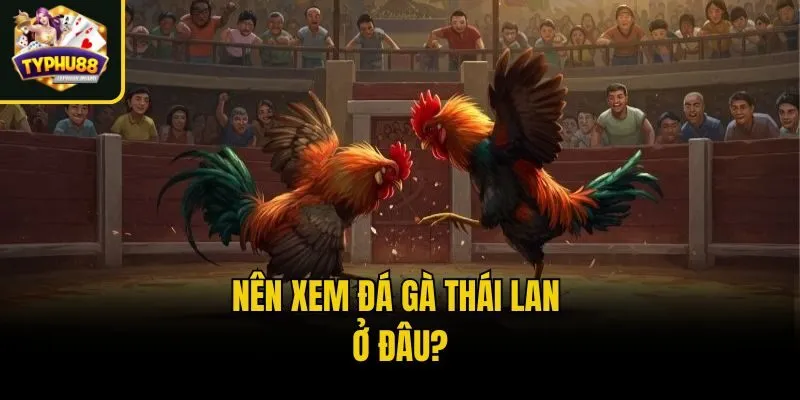 Nên xem Đá gà Thái Lan ở đâu?