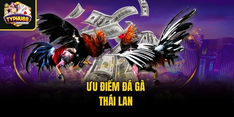 Ưu điểm Đá gà Thái Lan 