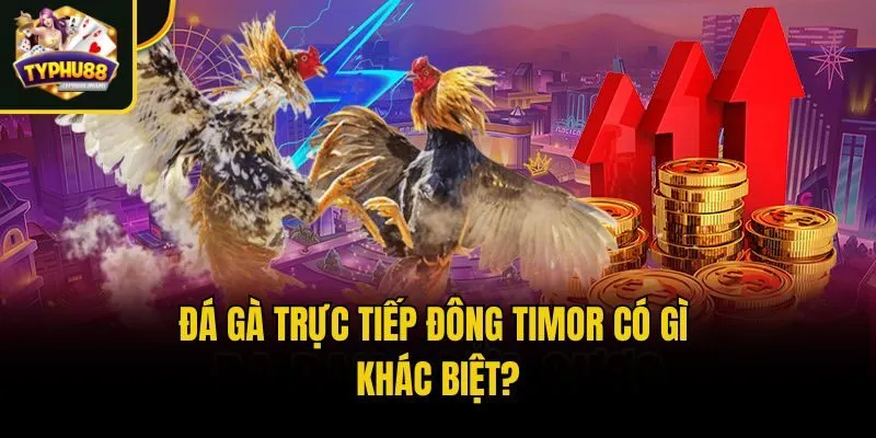 Đá gà trực tiếp Đông Timor có gì khác biệt?